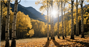 秋天白桦树林风景摄影图片